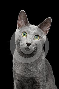 Russian blue cat with amazing green eyes on isolated black background