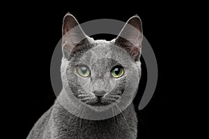 Russian blue cat with amazing green eyes on isolated black background