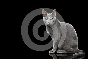 Russian blue cat with amazing green eyes on isolated black background photo