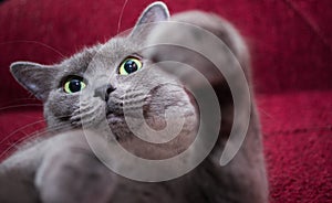 Russian Blue Cat beautiful portrait emotion happiness fluffy photo