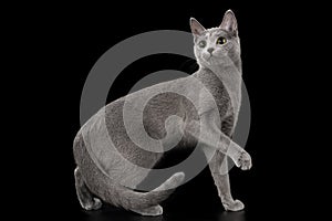 Russian blue cat on a black isolated background