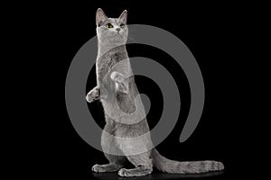 Russian blue cat on a black isolated background