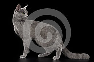 Russian blue cat on a black isolated background