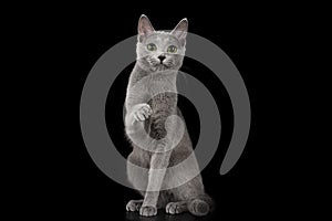 Russian blue cat on a black isolated background