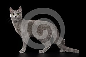 Russian blue cat on a black isolated background