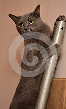 Russian blue cat climbing