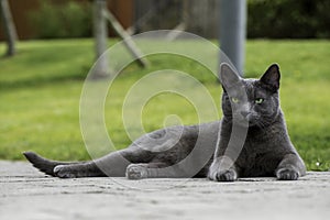 Russian blue cat is enjoying nature