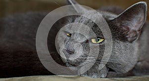 Russian Blue Cat Feline Sitting and Sleeping and Posing Angry