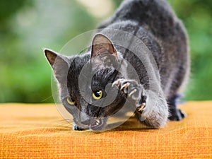 Russian blue cat holding feather toy in mouth, claws released