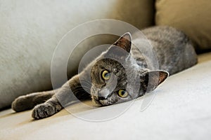 Russian blue cat, kitten lies on the sofa