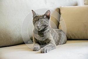 Russian blue cat, kitten sitting on the grey sofa