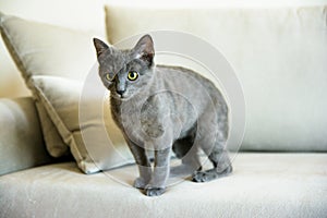 Russian blue cat, kitten sitting on the sofa