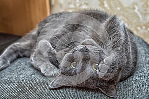 Russian blue cat lie on the back