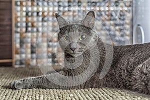 Russian blue cat lie on the carpet