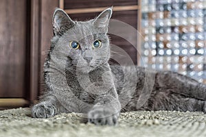 Russian blue cat lie on the carpet