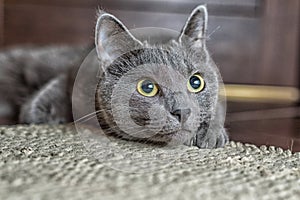 Russian blue cat lie on the carpet