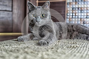 Russian blue cat lie on the carpet