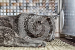 Russian blue cat lie on the carpet