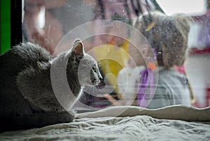 Russian Blue cat looks at children