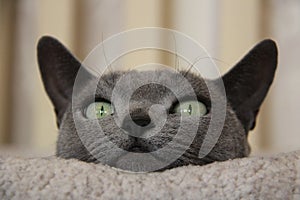 Russian blue cat looks with a funny expression