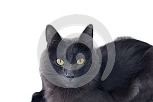 Russian blue cat  with Medium length hair on white background