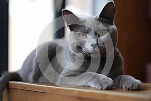 Russian Blue cat - Originated in Russia (Generative AI)