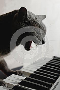 Russian blue cat plays the piano and sings