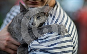 Russian blue cat portrai