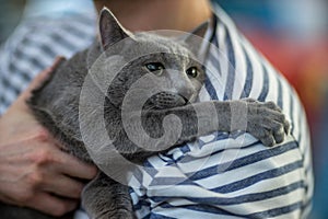 Russian blue cat portrai photo