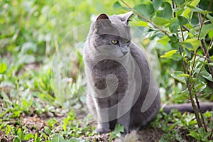 Russian blue cat portrait outdoors in nature in green grass foliage background