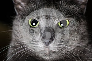 Russian Blue Cat