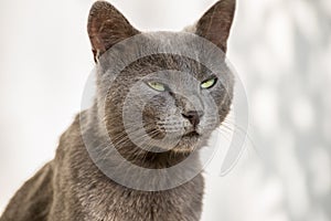 Russian Blue Cat