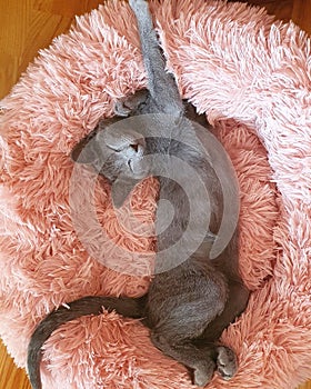 The Russian Blue cat\'s kitten stretched out blissfully on a pink pillow.