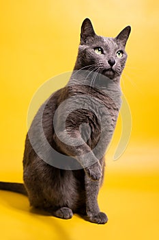 Russian blue cat sits with a raised paw looking up