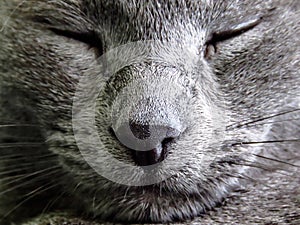 Russian blue cat sleeping