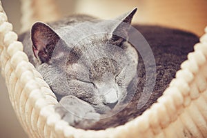 Russian blue cat