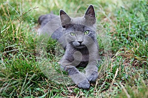 Russian blue cat. A small gray green-eyed pedigree kitten