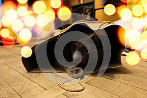 Russian blue cat sticking its head out of a paper bag. Perfect gift for the holidays