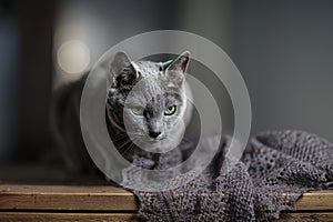 Russian Blue Cat photo