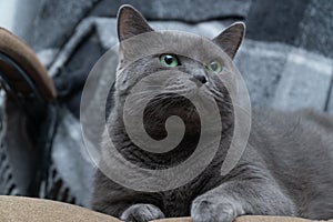 Russian Blue cat on white cat, russian blue, sleepy, sweet, relax, portrait, pedigreed, isolated, portrait studio shot