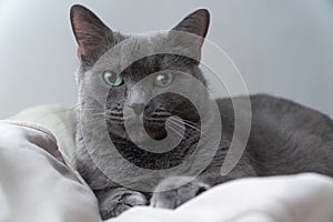 Russian Blue cat on white cat, russian blue, sleepy, sweet, relax, portrait, pedigreed, isolated, portrait studio shot, white,