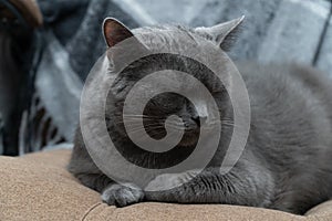 Russian Blue cat on white cat, russian blue, sleepy, sweet, relax, portrait, pedigreed, isolated, portrait studio shot, white,