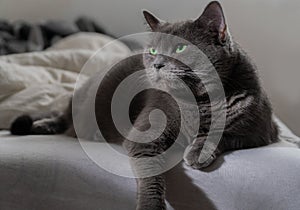 Russian Blue cat on white cat, russian blue, sleepy, sweet, relax, portrait, pedigreed, isolated, portrait studio shot, white,