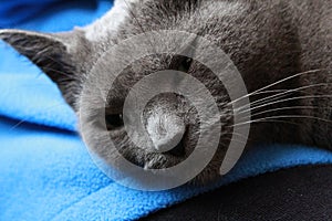 Russian blue, grey cat laying on a lap