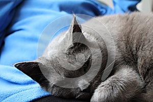 Russian blue, grey cat laying on a lap