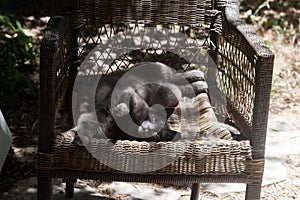 Russian blue grey cat lying in sunshine and stretching its body across an old, weathered, wicker chair