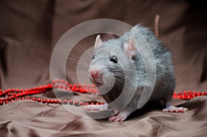 Russian blue irish standard domestic cute rat on brown background with New Year decorations, symbol of year 2020