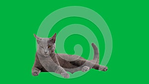 Russian blue kitten on a green screen