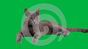 Russian blue kitten on a green screen