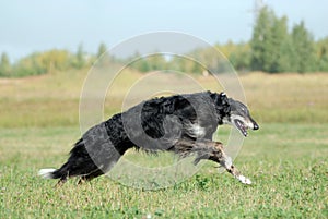 Russian borzoi